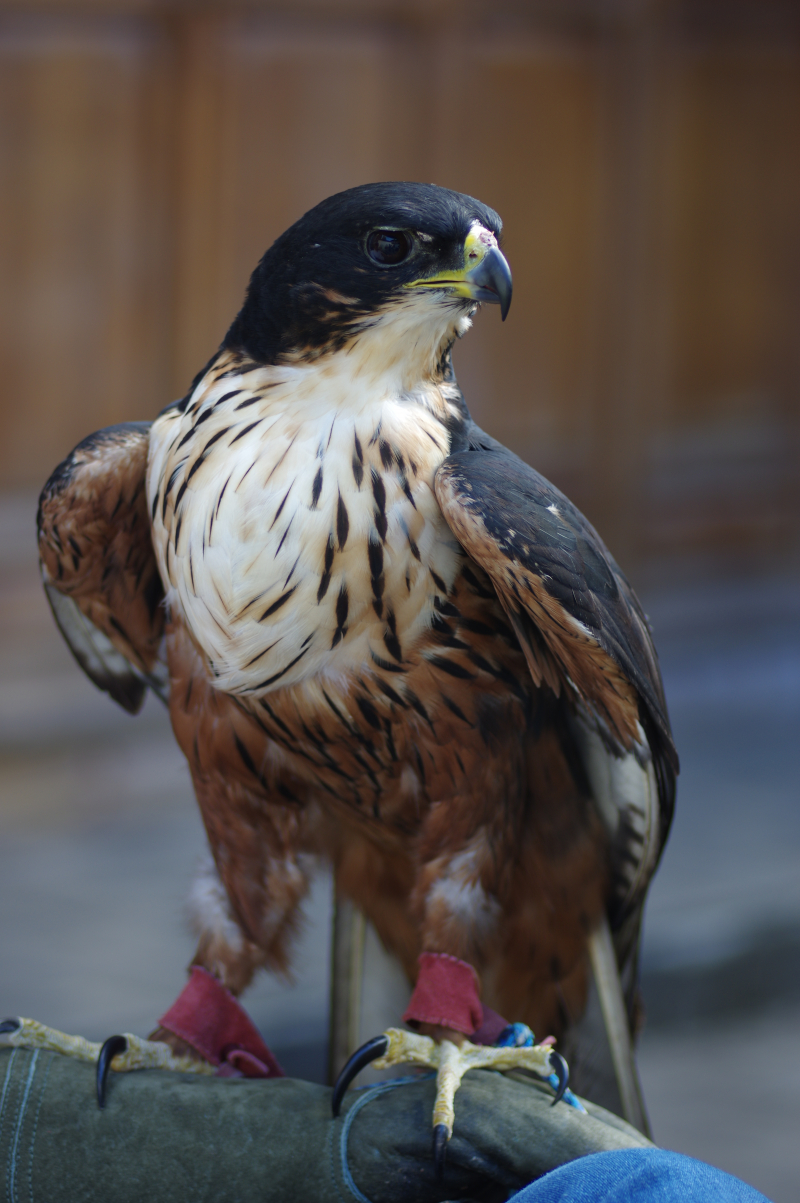 Rufous-Bellied Hawk-Eagle - Photo on Wikimedia Commons