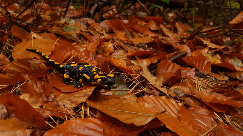 Photo by Paweł Sroka on Unsplash: https://unsplash.com/photos/black-and-brown-lizard-on-brown-leaves-NFdCv-35V3I