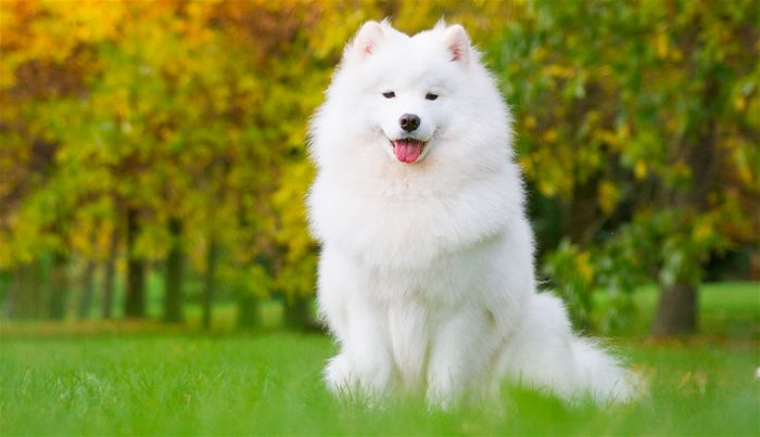 zoom Kro pludselig Top 10 Most Expensive Dog Breeds - toplist.info