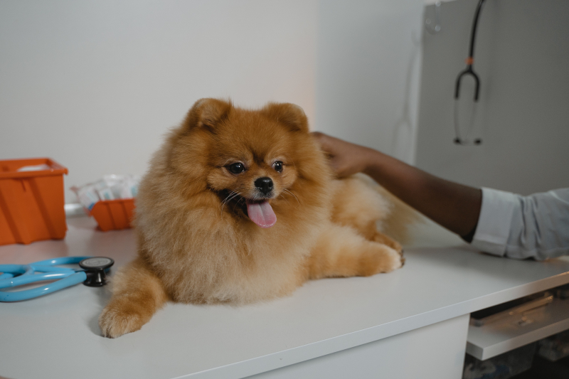 Photo by Tima Miroshnichenko on Pexels (https://www.pexels.com/photo/a-pomeranian-over-the-diagnostic-table-6235111/)