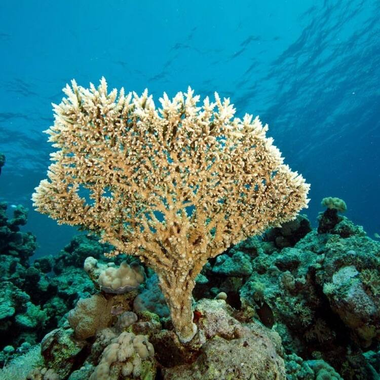 Sanganeb Reef. Photo: whc.unesco.org