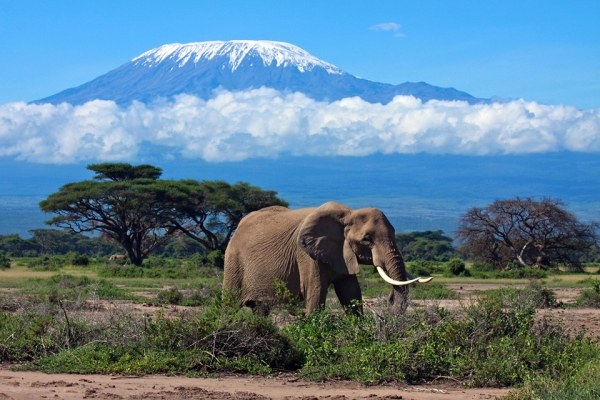 Sayari Tano Tours and Safaris is a highly recommend travel company. Photo: tanzapages.com