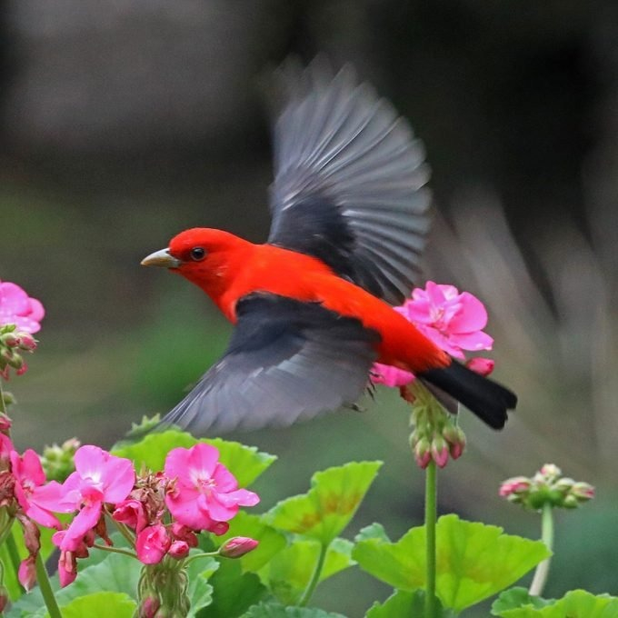 Photo: Birds and Blooms