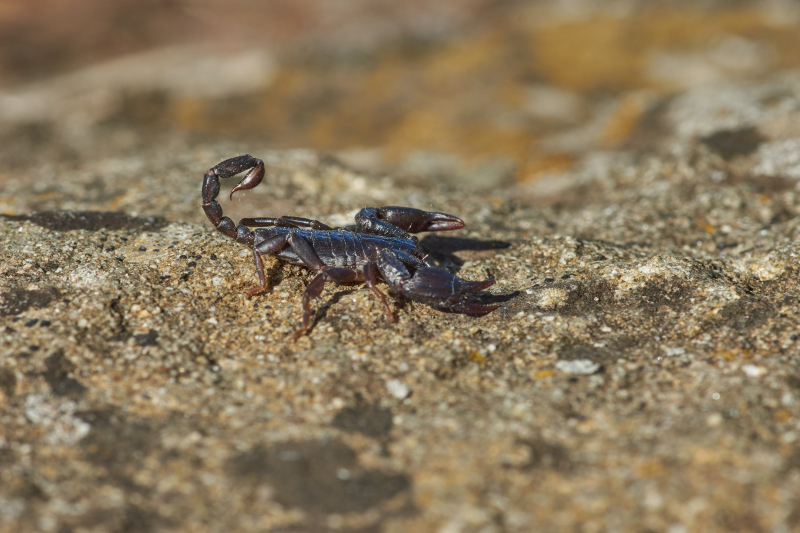 Photo by Wolfgang Hasselmann on Unsplash: https://unsplash.com/photos/blue-and-black-crab-on-brown-rock-JftcUeTwG4E