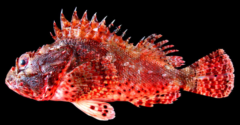 Photo:  Australian Museum - Eastern Red Scorpionfish