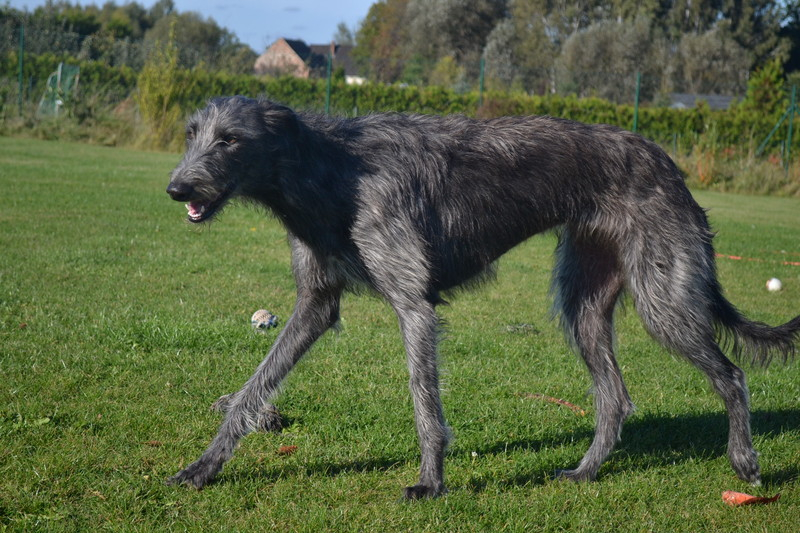 Photo: scottish-deerhound.eu
