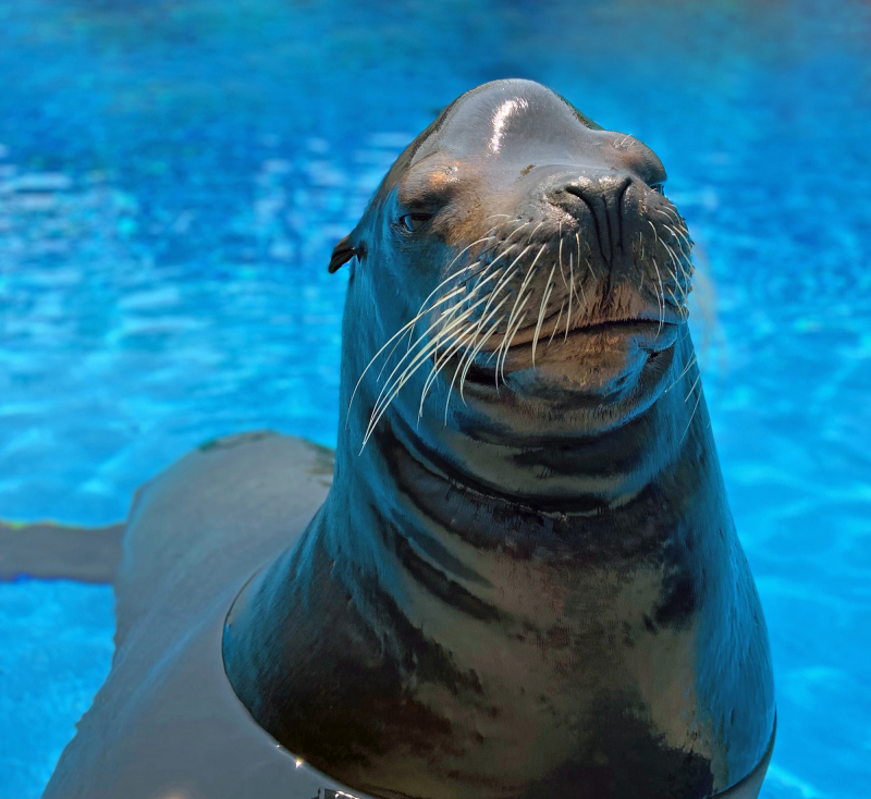 Photo:  Wild View - Wildlife Conservation Society - Sea Lion