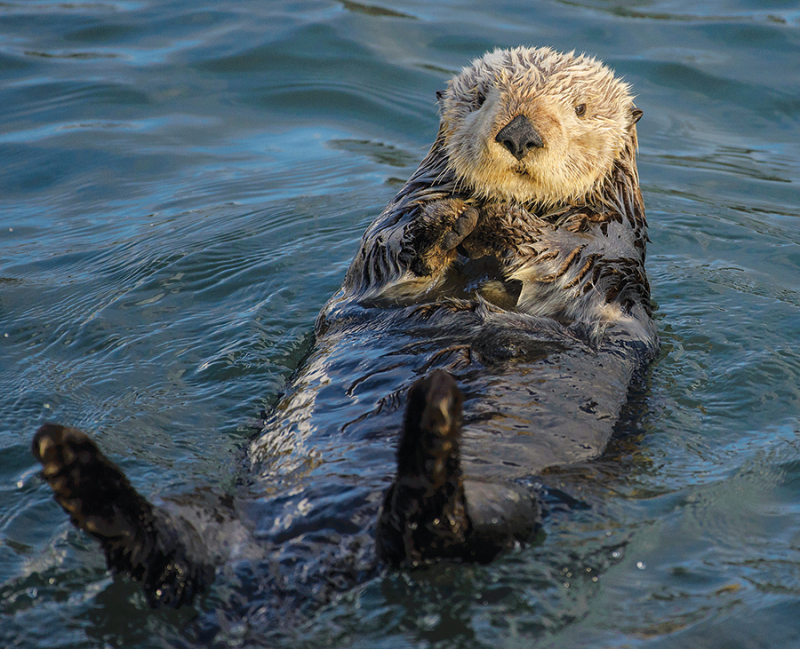 Photo:  The Bay Area Monitor - Sea Otter