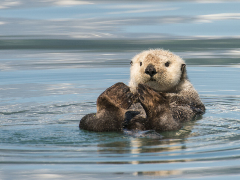 Photo:  ThoughtCo - Sea Otter