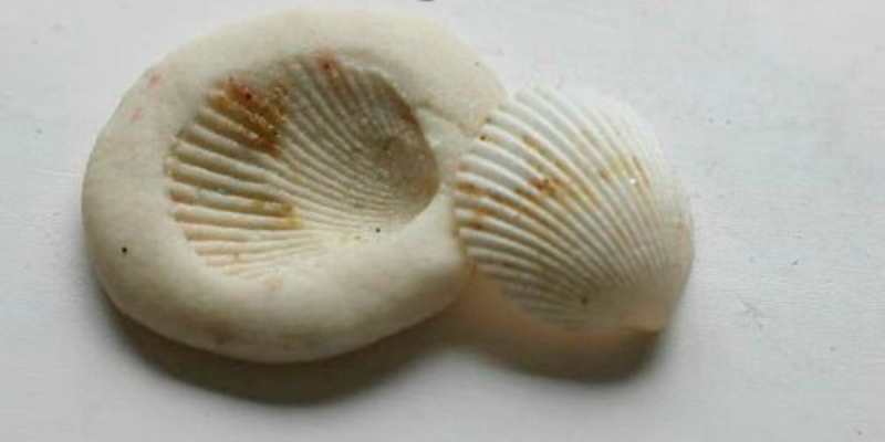 Sea Shell Prints - Photo via teachingexpertise.com