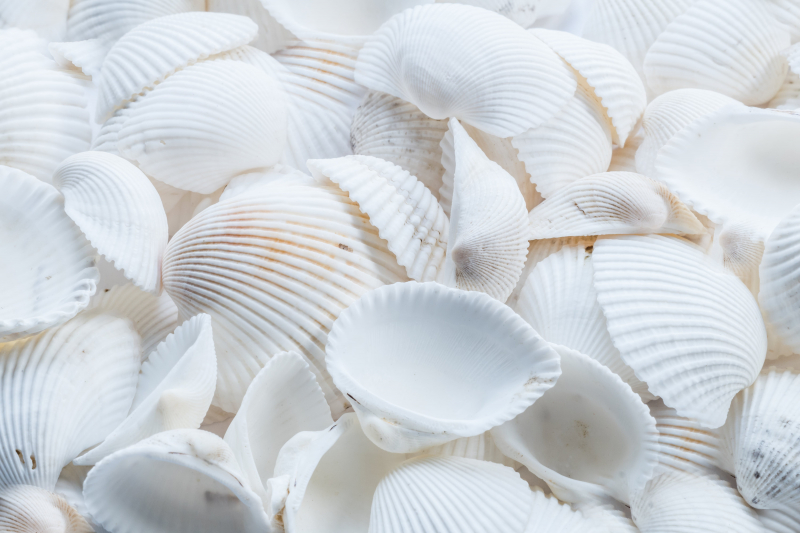 Sea Shell Prints - Photo by Ylanite Koppens via pexels