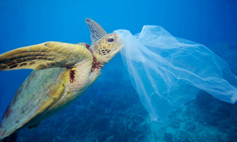 Photo: https://www.worldwildlife.org/stories/what-do-sea-turtles-eat-unfortunately-plastic-bags