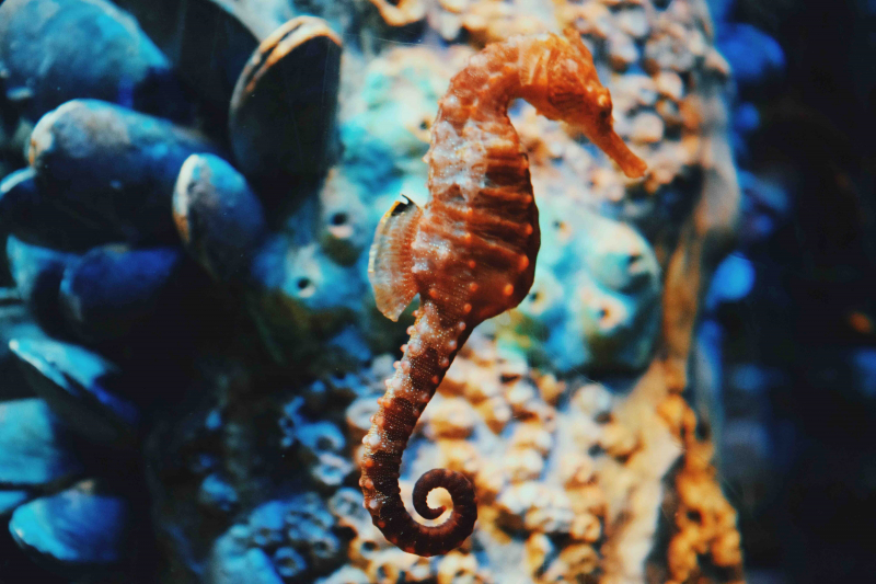 Photo by naomi tamar on Unsplash: https://unsplash.com/photos/selective-focus-photography-of-orange-seahorse-E1dOn4UZslI