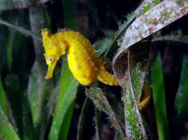 Photo: https://www.dpi.nsw.gov.au/fishing/threatened-species/what-current/endangered-species2/whites-seahorse