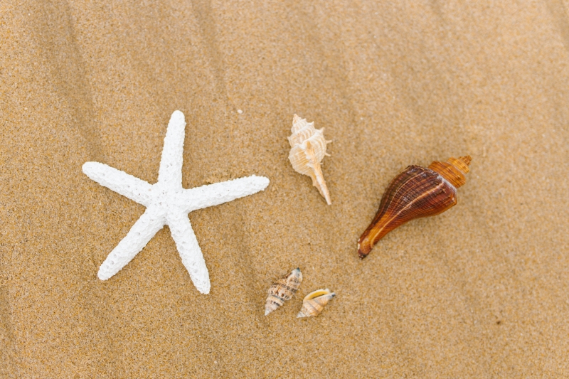Seashell Washing - Photo by RDNE Stock project via pexels