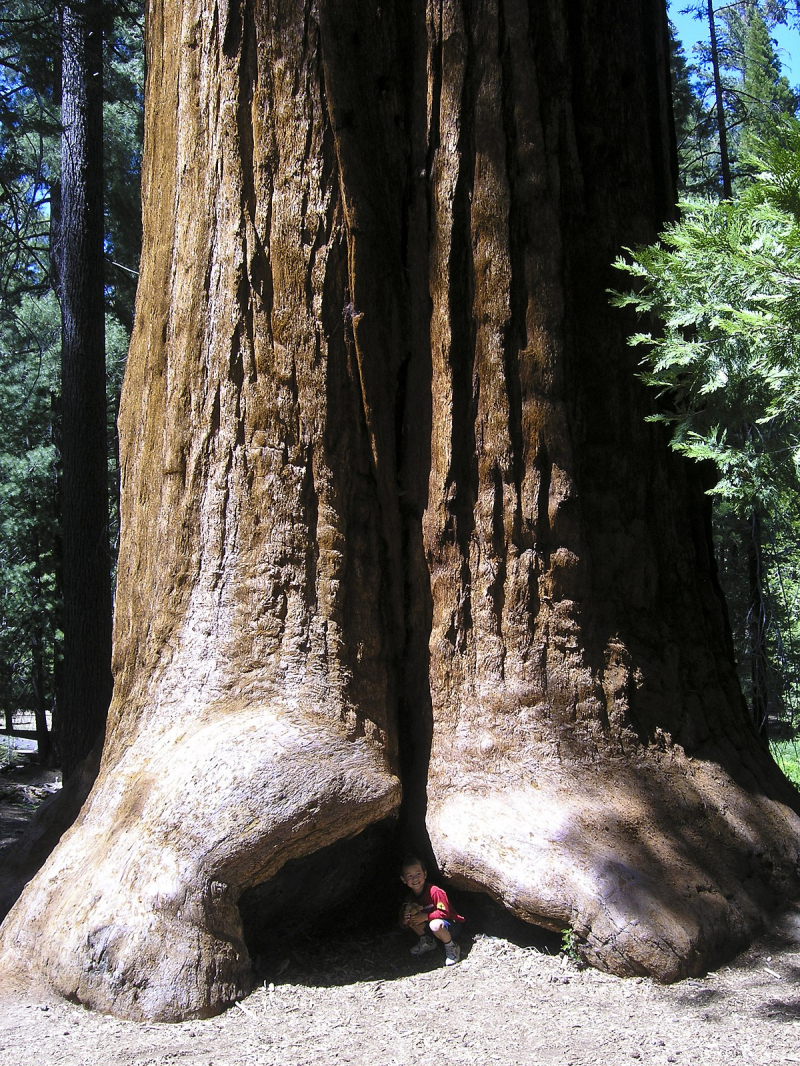 Sequoia National Park’s Giant Forest