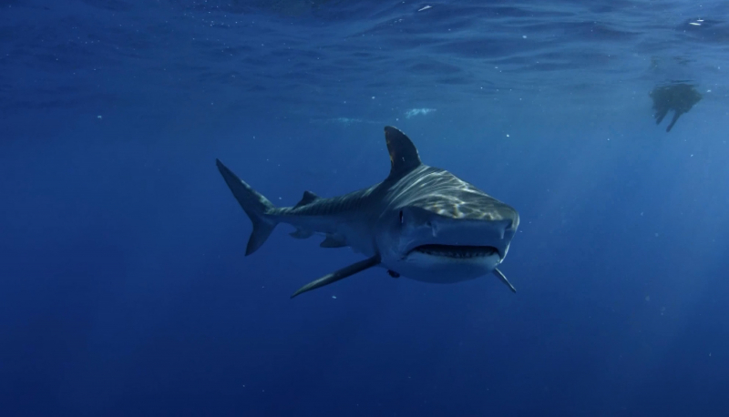 Photo by Oleksandr Sushko on Unsplash: https://unsplash.com/photos/a-great-white-shark-swimming-in-the-ocean-8SgEUGN29DA