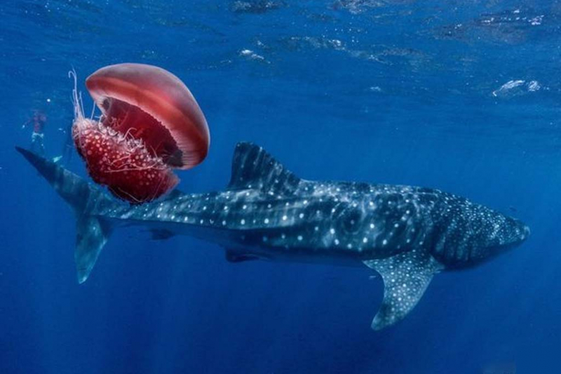 Photo: https://fishinghobby.org/do-sharks-eat-jellyfish/