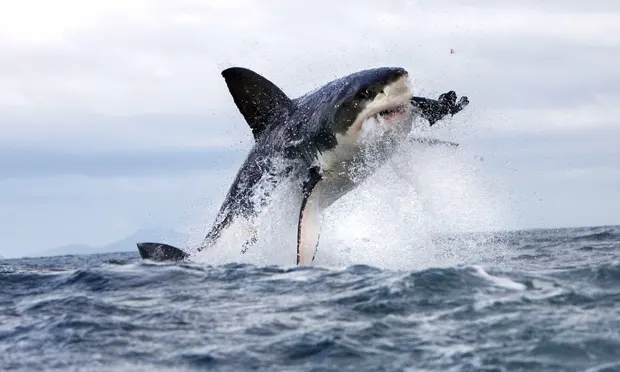 Photo:  The Guardian - Rare shark attack in Maine