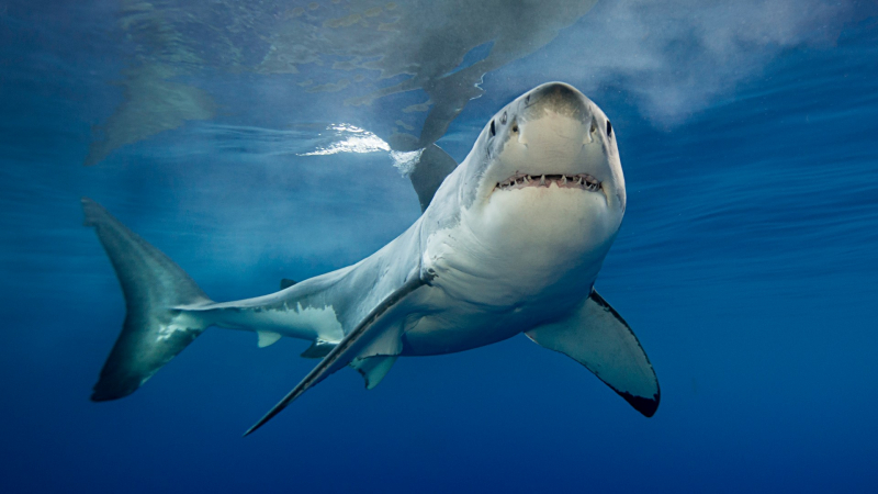 Photo:  Live Science - Shark