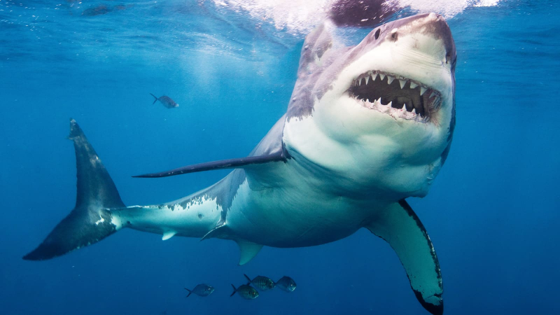 Photo:  CNBC - Shark