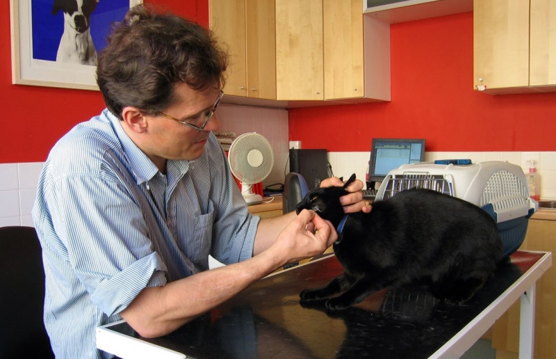 Photo on Wikipedia (https://en.wikipedia.org/wiki/File:Veterinary_Surgeon.jpg)