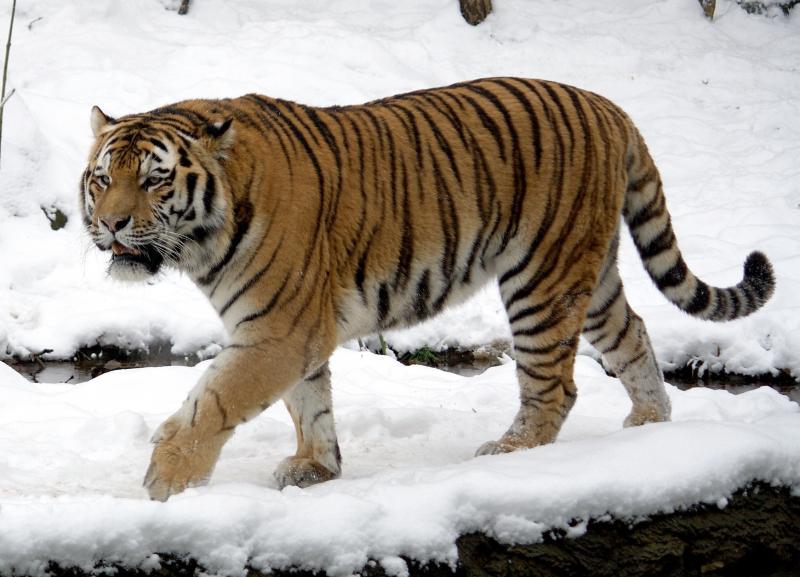 Photo:  Wikipedia - Siberian tiger