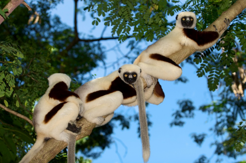 Via: Lemur Conservation Network