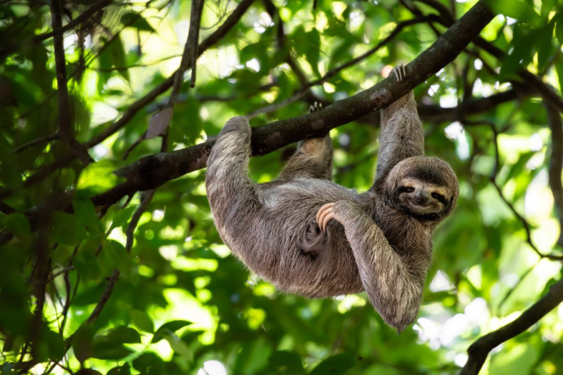 Via: The Sloth Conservation Foundation