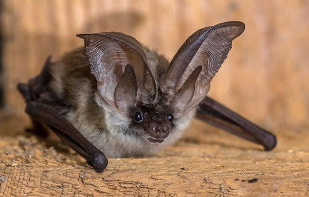 Photo: https://www.natgeokids.com/uk/discover/animals/general-animals/bat-facts/