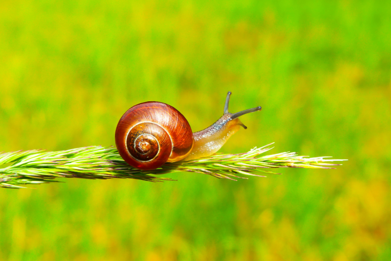 Photo by Krzysztof Niewolny on Unsplash: https://unsplash.com/photos/selective-focus-photography-of-snail-on-plant-OxK32aLJXWU