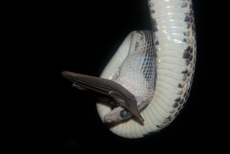 Photo: https://www.newsweek.com/inside-mexicos-mysterious-bat-cave-blind-deaf-hanging-snakes-1579139