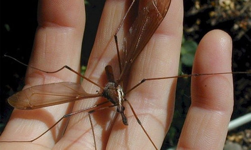 Some species of mosquitoes don't feed on human blood