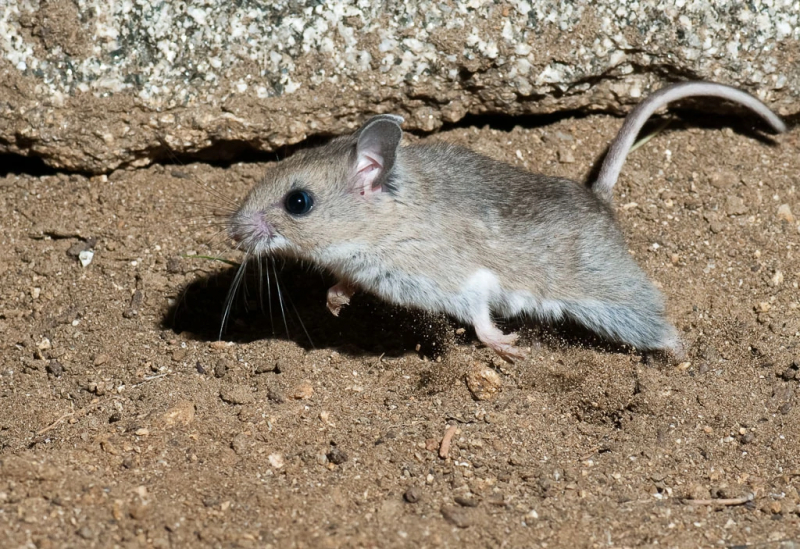 Photo:  Animals Wiki - Fandom - Southern Grasshopper Mouse