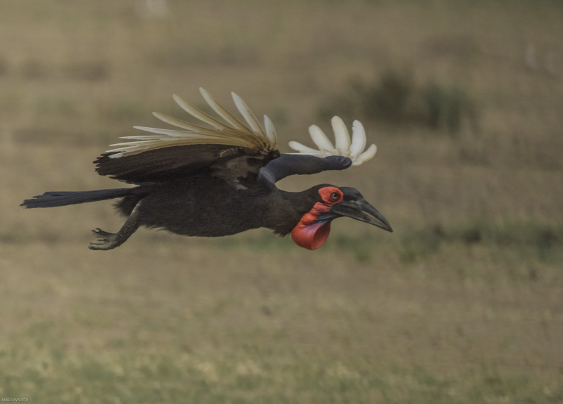 Photo:  Howie's Wildlife Images - Southern Ground Hornbill