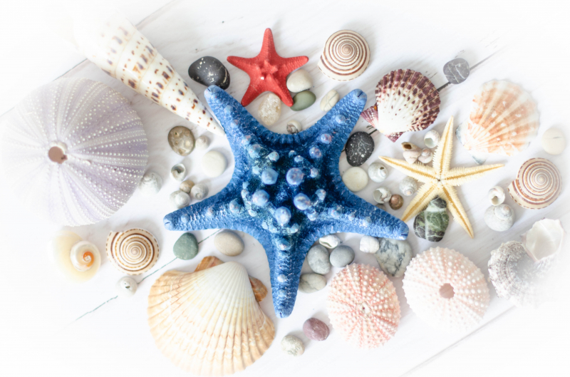 Photo by Nika Benedictova on Unsplash: https://unsplash.com/photos/a-starfish-shells-and-other-seashells-are-arranged-on-a-white-5HtqPCvqUtc