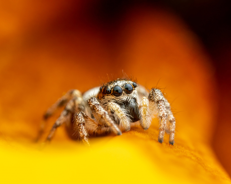 Photo by Skyler Ewing: https://www.pexels.com/photo/hairy-spider-on-bright-flower-4808824/