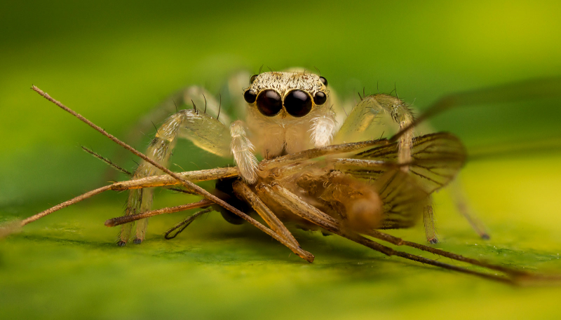 Photo: https://www.futurity.org/jumping-spiders-mosquitoes-2739232/