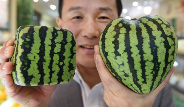 Source: https://www.huffpost.com/entry/square-watermelons-how-theyre-made_n_5784ddf1e4b07c356cfe6341