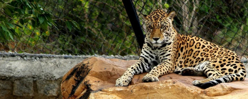 Sri Venkateswara Zoological Park, India, https://vickyflipfloptravels.com/biggest-zoos-in-the-world/