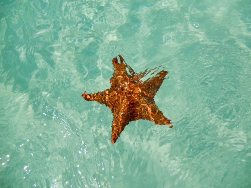 Photo by Federica Bisso on Unsplash: https://unsplash.com/photos/brown-starfish-on-body-of-water-Vif-nHWdiPE