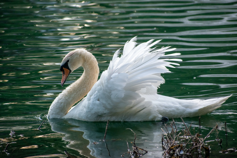 Photo by Robert Woeger on Unsplash: https://unsplash.com/photos/white-swan-on-water-during-daytime-MDiwNU1pIdo