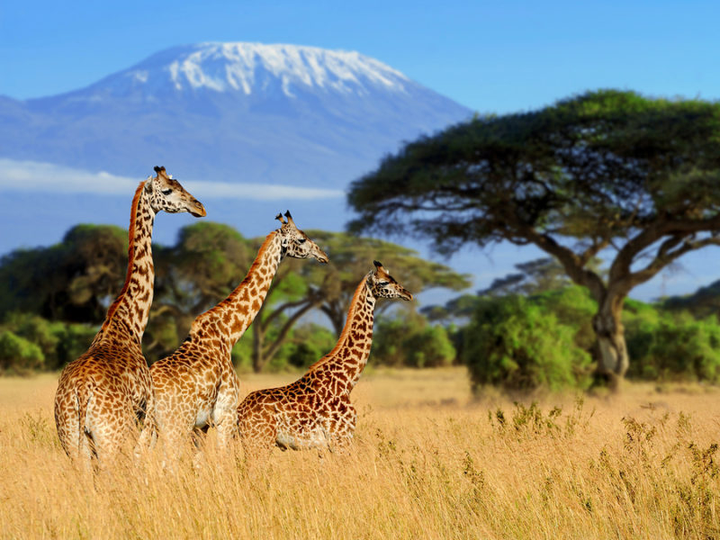 Serengeti National Park (photo:https://www.exoticca.com/)