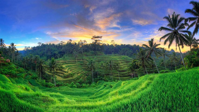 Tegallalang and Jatiluwih Rice Terraces in Bali