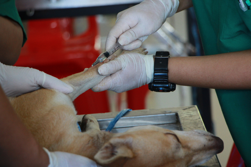 Photo by Pranidchakan Boonrom on Pexels (https://www.pexels.com/photo/vet-vaccinating-adult-tan-pit-bull-terrier-1350591/)