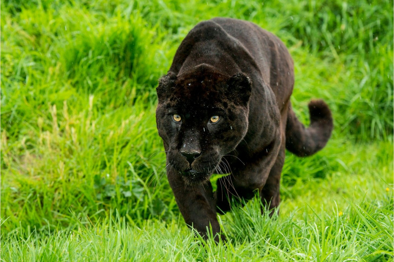 A black jaguar - animalcorner.org