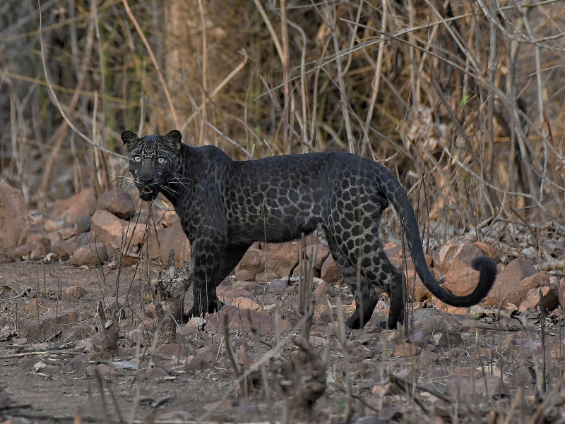 A black leopard - animalcorner.org