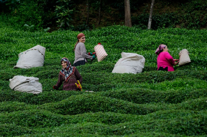People harvesting tea in Turkey - Modern Farmer