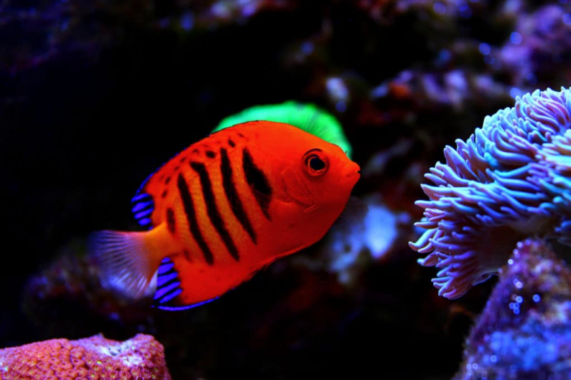 Photo: aquariadise.com
