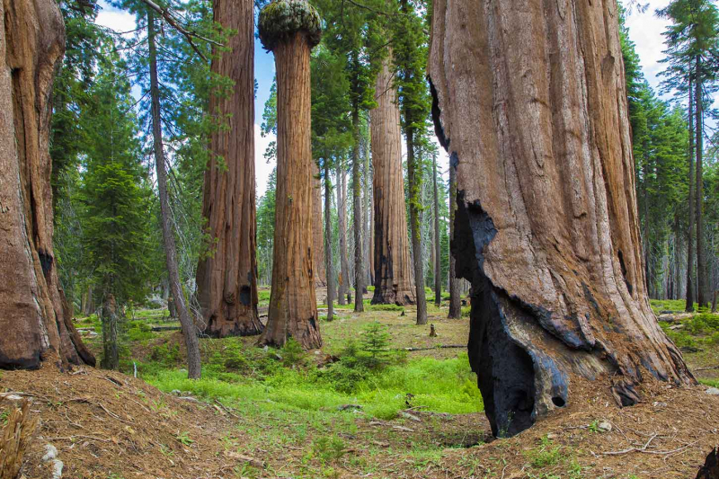 The Giant Forest, California